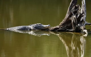 Картинка крокодил, вода, природа, животные, река, пейзаж, отдых