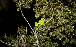 Картинка птицы, природа, зелёный, дерево, животные, фото, обои