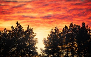 Картинка закат, природа, деревья, небо, пейзаж, цвета, силиуэт