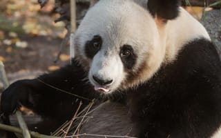 Картинка панда, животные, природа, бamboo, зоопарк, медведь, милый