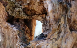 Картинка дерево, текстура, природа, древесина, отверстие, фотография, обои