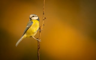Картинка птица, синица, природа, осень, ветка, животные, фото