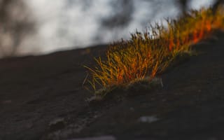 Картинка трава, природа, камень, освещение, макро, растительность, пейзаж