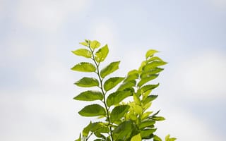 Картинка листья, природа, небо, зелень, растение, лето, фоновое