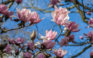 Картинка цветы, магнолия, природа, весна, дерево, пейзаж, небо