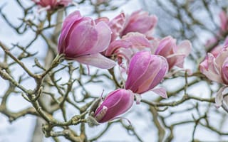 Картинка цветы, магнолия, природа, весна, красота, дерево, пейзаж