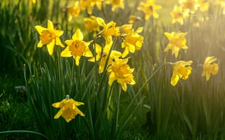Картинка цветы, нарциссы, жёлтый, природа, весна, сад, пейзаж