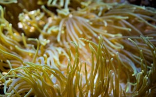 Картинка анемоны, море, подводный мир, растения, природа, жизнь, океан