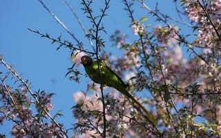 Картинка птица, цветы, природа, весна, дерево, зелёный, небо