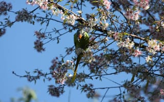 Картинка птица, цветы, природа, весна, дерево, синий, фото