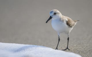 Картинка птица, пляж, природа, море, песок, фото, животные