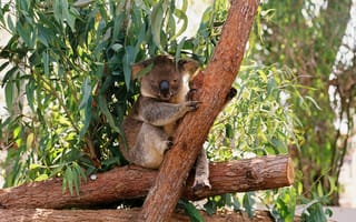 Картинка коала, дерево, природа, животные, австралия, зелень, отдых