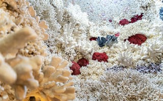 Картинка кораллы, подводный мир, океан, природа, морская жизнь, экосистема, цвета