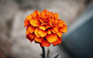 Картинка цветок, оранжевый, природа, растение, красота, макро, фото