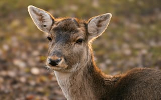 Картинка олень, природа, животные, дикие животные, фотография, пейзаж, красота