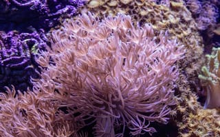 Картинка кораллы, океан, подводный мир, морская жизнь, растения, цвета, природа