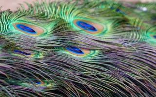 Картинка павлин, перья, природа, цвета, красота, узоры, декор