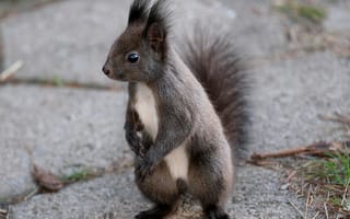 Картинка белка, животные, природа, лес, фото, дикие животные, питомцы