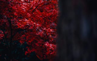 Картинка красный, осень, дерево, листья, природа, пейзаж, фон