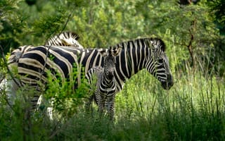 Картинка зебры, природа, животные, зеленый, мать и дитя, дикое, фотография
