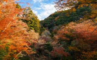 Картинка осень, пейзаж, деревья, природа, горы, красота, небо