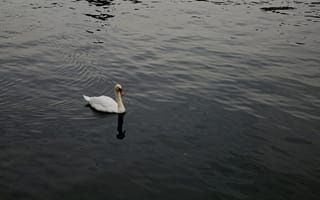 Картинка лебедь, вода, природа, пейзаж, спокойствие, отражение, черный