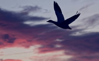 Картинка птица, закат, небо, полет, силуэт, природа, красота