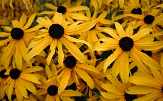 Картинка цветы, желтые, природа, растения, лето, сад, красота