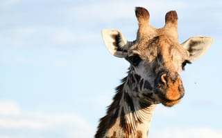 Картинка жираф, животные, природа, африка, дикие животные, фотография, небо