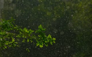 Картинка дождь, природа, зелень, ветка, вода, освежение, пейзаж
