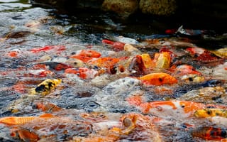 Картинка карпы, водоем, рыбы, природа, водная жизнь, цветные, пейзаж