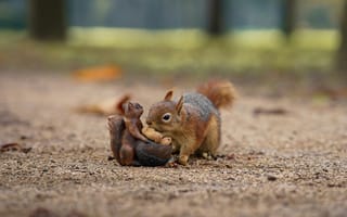 Картинка белка, природа, животные, лес, еда, песок, фото, пейзаж, осень, милота