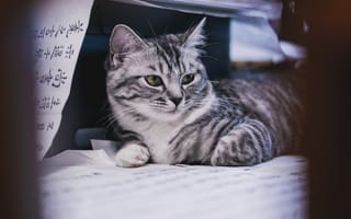 Картинка кот, животное, серый, питомец, домашний, мягкий, спокойный