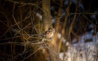 Картинка птица, дерево, природа, зима, пейзаж, животные, фотография