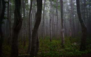 Картинка лес, туман, деревья, природа, пейзаж, мгла, зеленый