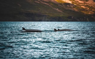 Картинка киты, океан, природа, животные, пейзаж, море, плавание