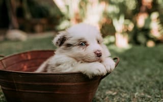 Картинка щенок, питомец, природа, счастье, мягкий, корзина, зеленый