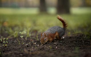 Картинка белка, природа, животные, осень, лес, земля, фото