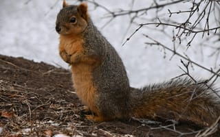Картинка белка, природа, животные, лес, зима, дикие животные, фотография