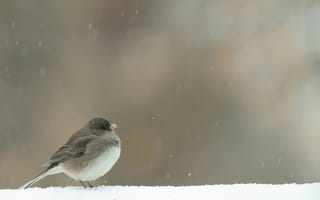 Картинка птица, зима, снег, природа, холод, фото, обои