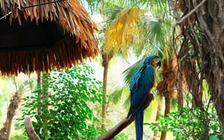 Картинка попугай, тропики, природа, зелень, пальмы, животные, экзотика