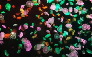 Картинка медузы, океан, водный мир, цветные, глубина, природа, животные