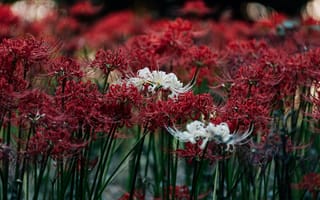 Картинка цветы, красный, белый, природа, пейзаж, лето, красота