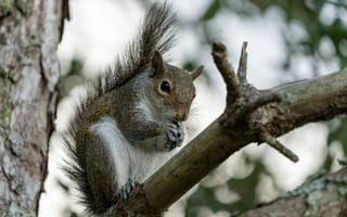 Картинка белка, природа, дерево, животные, лес, фотография, питомцы