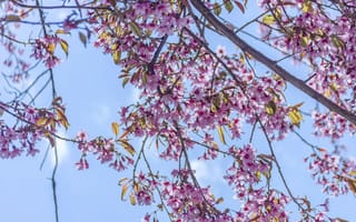 Картинка цветы, весна, природа, вишня, небо, розовый, дерево