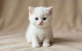 Картинка котенок, белый, милый, животное, пухлый, глаза, домашний