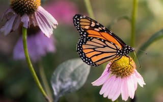 Картинка бабочка, цветы, природа, лето, красота, фото, пейзаж