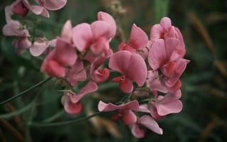 Картинка цветы, розовый, природа, растения, красота, фото, обои