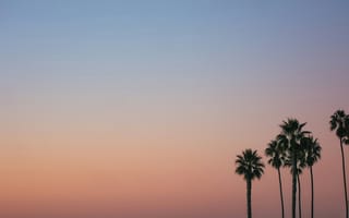 Картинка пальмы, закат, небо, природа, пейзаж, лето, отдых