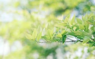 Картинка листья, природа, зелень, фон, лето, растения, мягкий свет